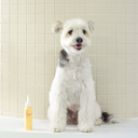 INOOM PET TEAR STAIN CLEANER